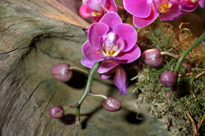 FH_FG_0054(orchidee).jpg